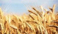 Hindistan'dan buğday ihracatına yasak