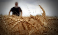 Üreticiden buğday alım fiyatlarının artırılması talebi 