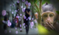 Maymun çiçeği: 4 başlıkta sosyal medyadaki yanlış iddialar!