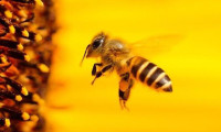 Kanada'da 'arı' krizi