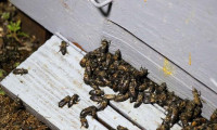 Şiddetli yağmur dereleri taşırdı, 100 kovan arı telef oldu