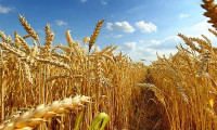 Buğday ve arpa alım fiyatı belli oldu