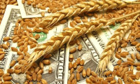 Buğday, küresel gıda krizinin en ciddi ayağını oluşturuyor