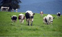Yeni Zelanda'da koyun ve sığırların gaz çıkarmasına vergi uygulaması