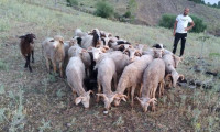 Kaybolan koyunlara dron takibi