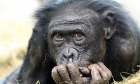 Uganda'da şempanzeler kadın ve çocukları öldürüyor