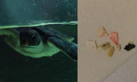 Kurtarılan kaplumbağanın midesi plastik dolu