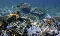 Maldivler'in mercan resifleri tehlikede