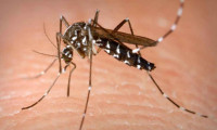 İtalya'da Batı Nil Virüsü vakaları son bir haftada yüzde 53 arttı