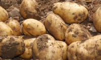 Fransa'da kuraklık patates hasadını da vurdu