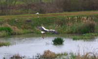 Göçmen kuşların konakladığı Riva'daki gölet kurudu