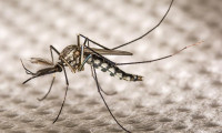 İstanbul'da 'Aedes' türü sivrisinekler alarm veriyor