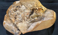 Dünyanın en eski kalbine sahip fosil bulundu