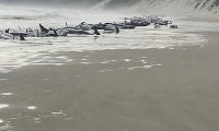 Avustralya'da 230 balina karaya vurdu