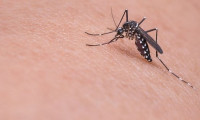 Bill Gates sivrisinek fabrikası kurdu iddiası