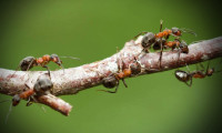 Karıncalar kanser için eğitildi: Sonuçlar umut verici!