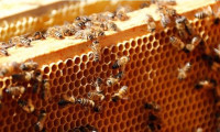 Kuraklığa çözüm: Arıları donduracaklar
