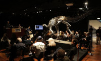 150 milyon yaşındaki dinozor iskeleti, 930 bin euroya satıldı