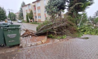 İzmit'te fırtına ağaç devirdi