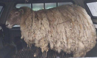 İki yıldır uçurumda mahsur kalan koyun kurtarıldı