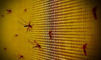 Dünya için yeni tehlike: 'Aedes' alarmı!