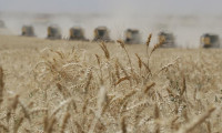 Rusya yeniden AB'nin en büyük 5 tahıl tedarikçisi arasında
