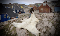 Kutup ayıları yeni kazaklara ilham oldu!
