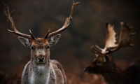'Zombi geyik hastalığı' uyarısı: İnsanlara sıçrayabilir!