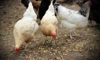 2024 yılı için tavuk eti ithalatında gümrük vergileri sıfırlandı!
