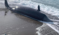 Depremden etkilenen balinalar kıyıya vurdu