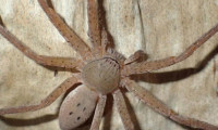 Avustralya'da 3 yeni örümcek türü keşfedildi