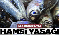 Marmara Denizi'nde hamsi avlamak yasaklandı