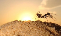 Karıncalar kanserin kokusunu alıyor