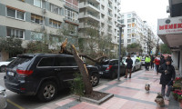  İzmir'de fırtına ağaçları devirdi, çatıları uçurdu