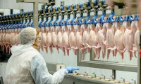 Tavuk eti üretimi azaldı