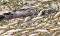 Avustralya'da toplu balık ölümleri araştırılıyor