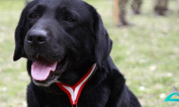 TSK’nın arama köpekleri 78 kişiyi kurtardı; 'sessiz kahramanlar' madalya ile ödüllendirildi