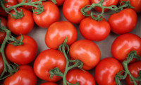 İhracatta domatese kısıtlama