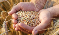 Macaristan, Ukrayna'dan tahıl ihracatını yasakladı