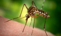 Dang humması vakalarına karşı genetiği değiştirilmiş sivrisinek fabrikası 