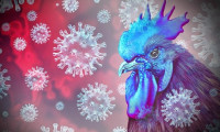 Yeni pandemi endişesi: Kuş gribi, gelincikler arasında yayıldı!