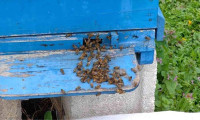 Bursa'da toplu arı ölümleri yaşanıyor