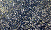 100. yılda 100 milyon yavru balık