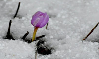 Kars'ta baharın müjdecisi kardelenler çiçek açmaya başladı