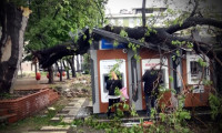 Ağaç ATM'lerin üzerine devrildi: Para çekmeye devam ettiler!