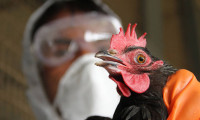 Brezilya’da kuş gribi: Acil durum ilan edildi