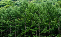 Japonya'dan saman nezlesi adımı: Sedir ağaçları azaltılacak
