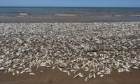 ABD'de binlerce balık kıyıya vurdu