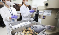 Okullarda verilen deniz ürünlerine radyasyon testi