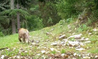 Anadolu leoparı yeniden görüntülendi
